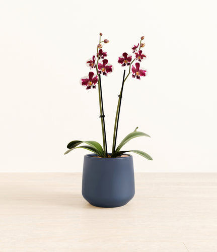 Deep Navy*****Profile