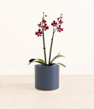 Load image into Gallery viewer, Spotted Purple Orchid
