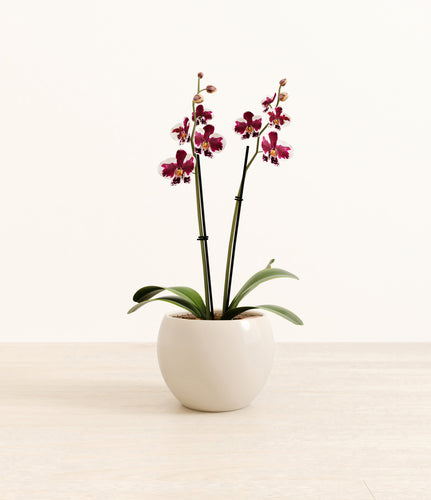 Shiny EggWhite*****Profile