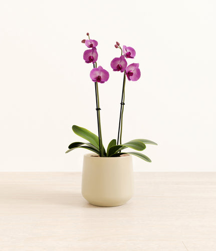 Almond Green*****Profile