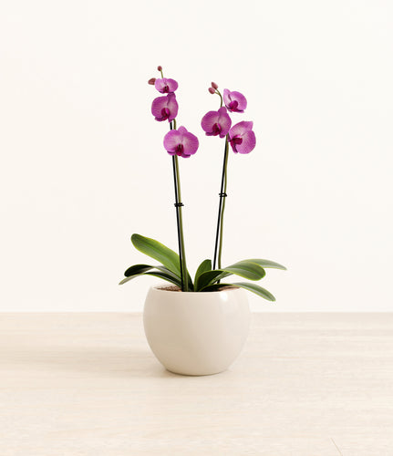 Shiny EggWhite*****Profile