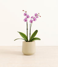 Load image into Gallery viewer, Almond Green*****Profile
