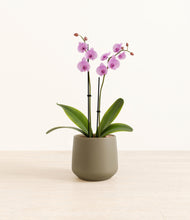 Load image into Gallery viewer, Olive*****Profile
