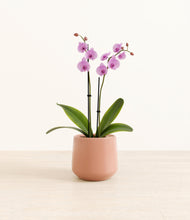 Load image into Gallery viewer, Calm Rose*****Profile
