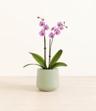 Load image into Gallery viewer, Turquoise*****Profile

