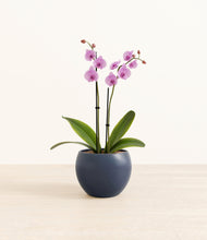Load image into Gallery viewer, Deep Navy*****Profile

