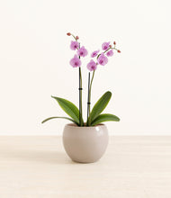 Load image into Gallery viewer, Desert Brown*****Profile
