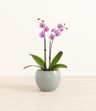 Load image into Gallery viewer, Deep Ocean*****Profile
