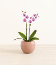 Load image into Gallery viewer, Calm Rose*****Profile
