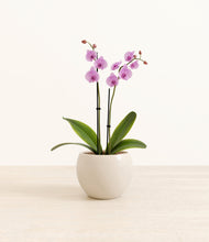 Load image into Gallery viewer, Shiny EggWhite*****Profile
