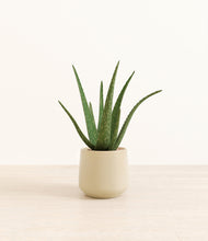 Load image into Gallery viewer, Almond Green*****Profile
