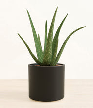 Load image into Gallery viewer, Black*****Succulent
