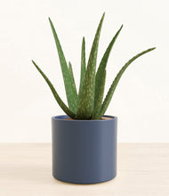 Load image into Gallery viewer, Deep Navy*****Succulent
