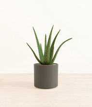 Load image into Gallery viewer, Dark Olive*****Profile
