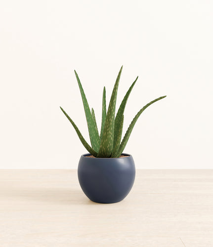 Deep Navy*****Profile