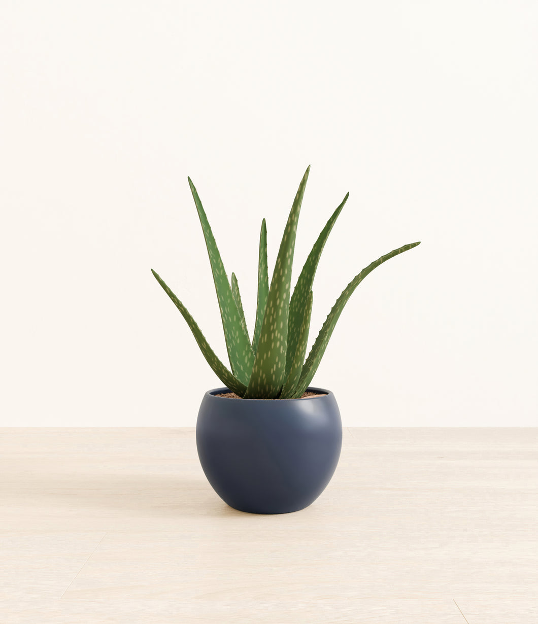 Deep Navy*****Profile