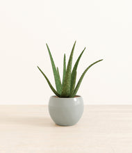 Load image into Gallery viewer, Deep Ocean*****Profile
