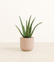 Load image into Gallery viewer, Sandy Pink*****Profile
