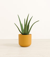 Load image into Gallery viewer, Sunset Orange*****Profile
