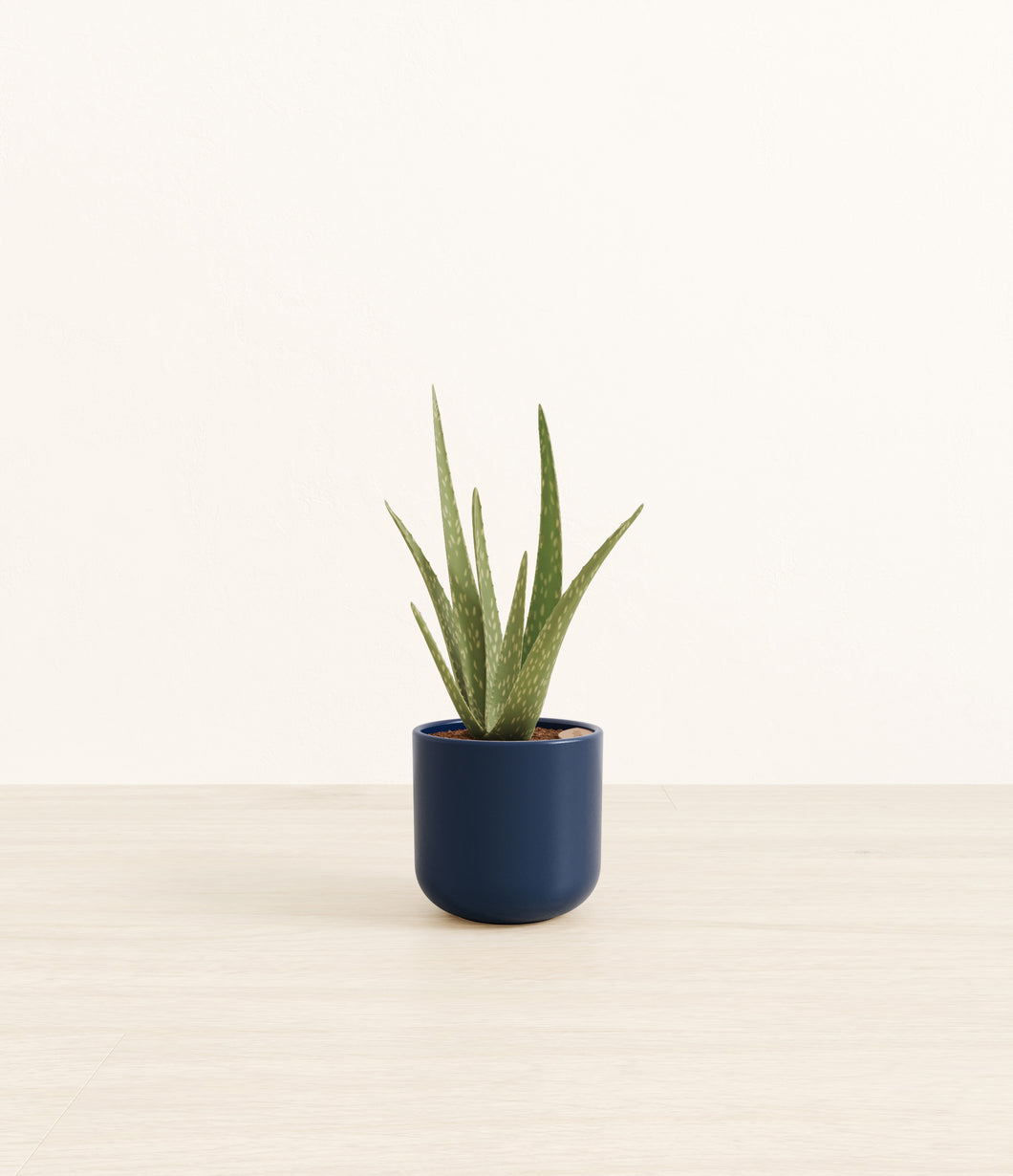 Twilight Blue*****Profile