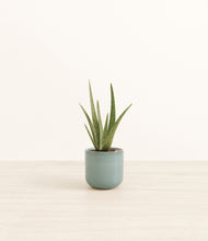 Load image into Gallery viewer, Reactive Aqua*****Profile
