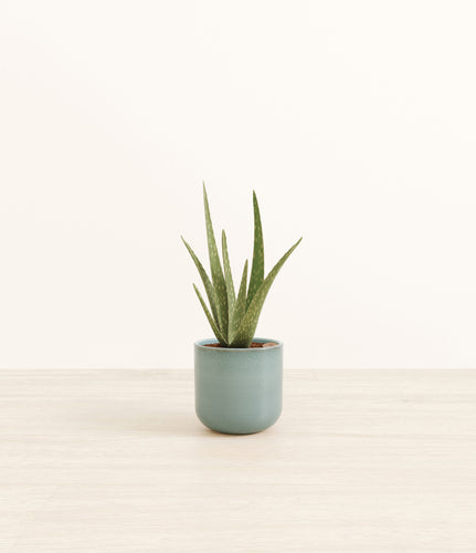 Reactive Aqua*****Profile