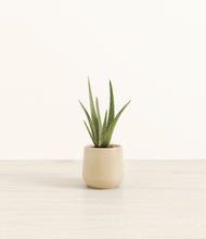 Load image into Gallery viewer, Almond Green*****Profile
