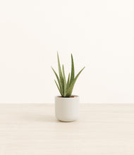 Load image into Gallery viewer, Cotton White*****Profile
