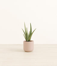 Load image into Gallery viewer, Sandy Pink*****Profile
