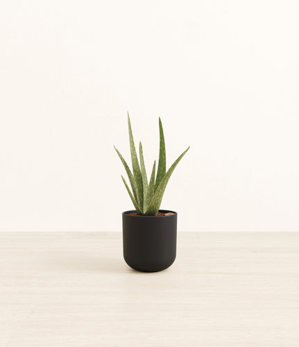 Stone Black*****Profile