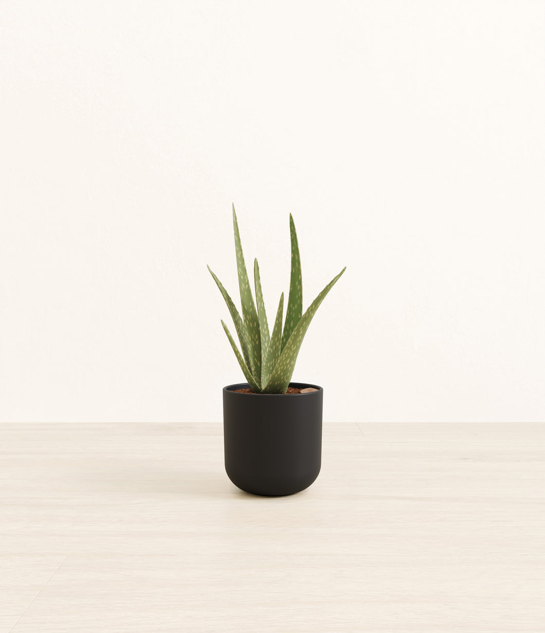 Stone Black*****Profile