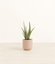 Load image into Gallery viewer, Sandy Pink*****Profile
