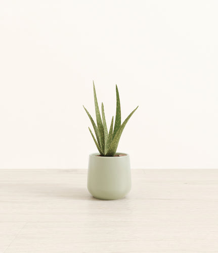 Turquoise*****Profile