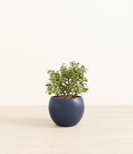 Load image into Gallery viewer, Deep Navy*****Profile
