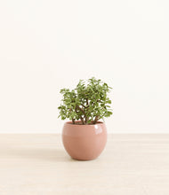 Load image into Gallery viewer, Calm Rose*****Profile
