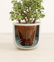 Load image into Gallery viewer, Natural Bamboo stand:all
