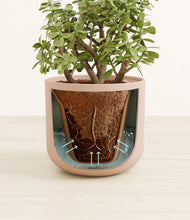 Load image into Gallery viewer, Sandy Pink stand:all
