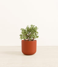 Load image into Gallery viewer, Earth Red*****Profile
