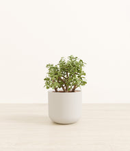 Load image into Gallery viewer, Natural Bamboo*****Profile
