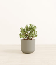 Load image into Gallery viewer, Sage Green*****Profile
