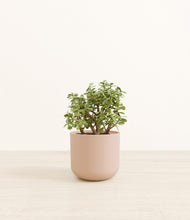 Load image into Gallery viewer, Sandy Pink*****Profile
