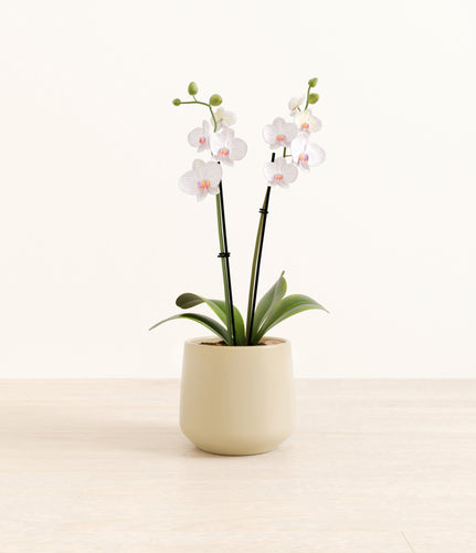 Almond Green*****Profile