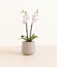 Load image into Gallery viewer, Eternal Gray*****Profile
