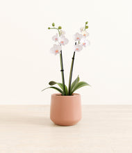 Load image into Gallery viewer, Calm Rose*****Profile
