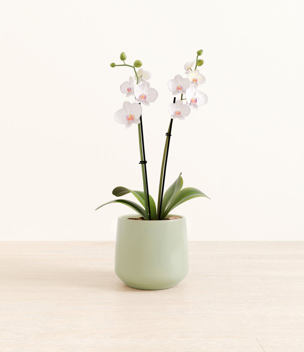 Turquoise*****Profile