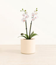 Load image into Gallery viewer, Cream*****Profile
