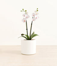 Load image into Gallery viewer, White*****Profile
