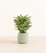 Load image into Gallery viewer, Turquoise*****Profile
