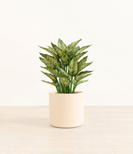 Load image into Gallery viewer, Cream*****Profile
