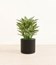 Load image into Gallery viewer, Black*****Profile
